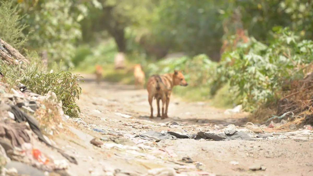 maltrato animal perros SGS (2)